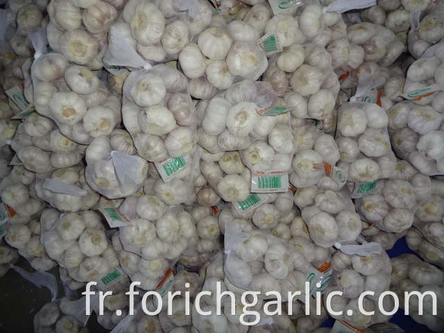 Normal White Garlic Fresh